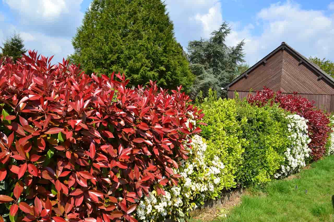 11 Plantas Perennes Resistentes al Frío para Embellecer tu Jardín