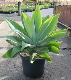 Agave attenuata: La suculenta elegante y resistente para tu jardín