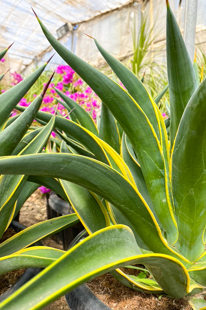 Agave Desmettiana: La Planta Suculenta Perfecta para tu Jardín