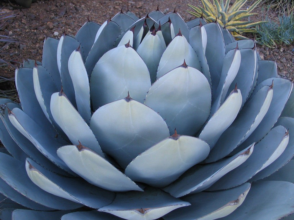 Agave parryi: La planta suculenta perfecta para tu jardín