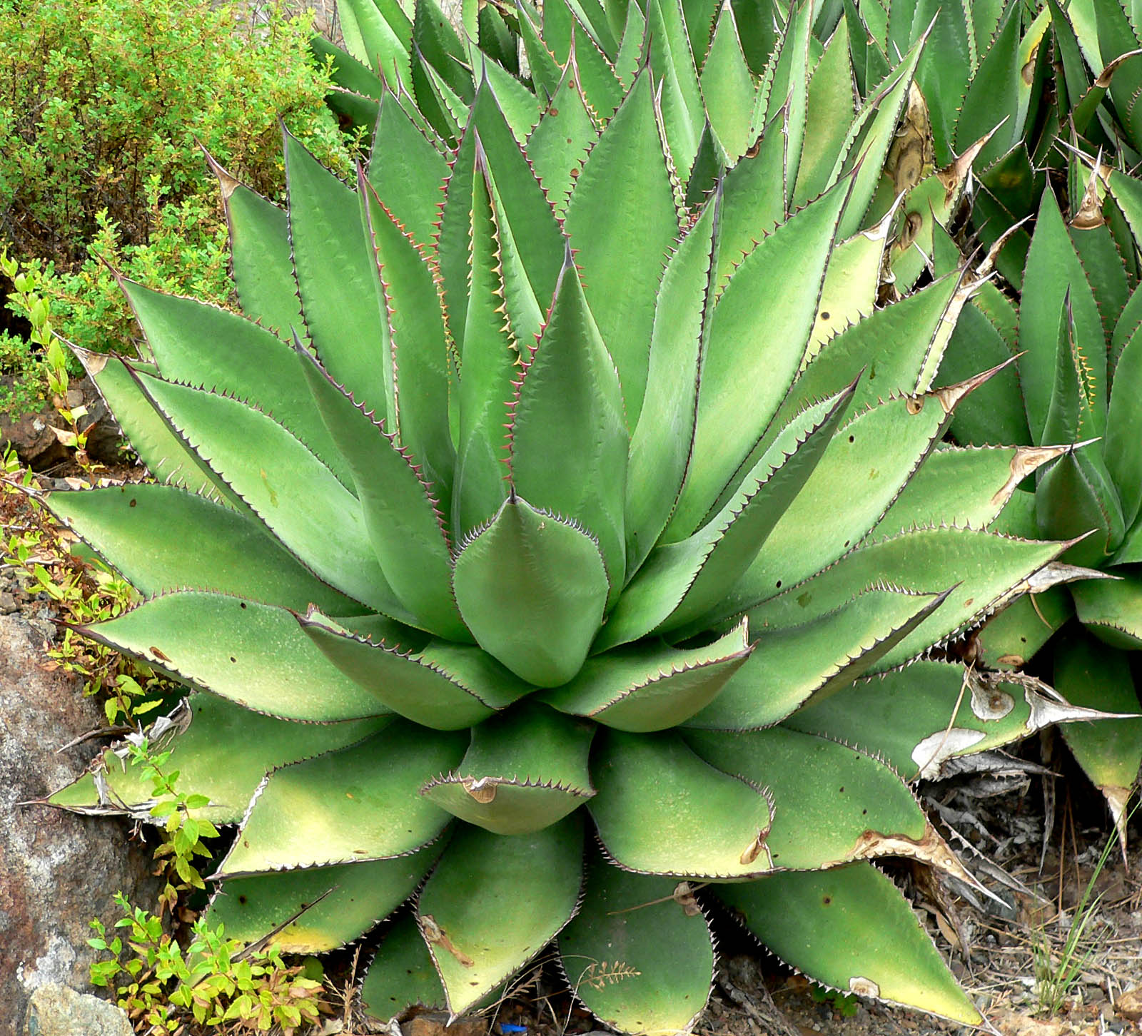 Agave shawii: Descubre todo sobre esta fascinante planta suculenta