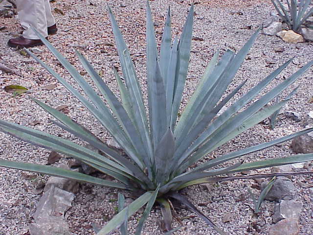 Agave tequilana: La planta sagrada del tequila y sus propiedades sorprendentes