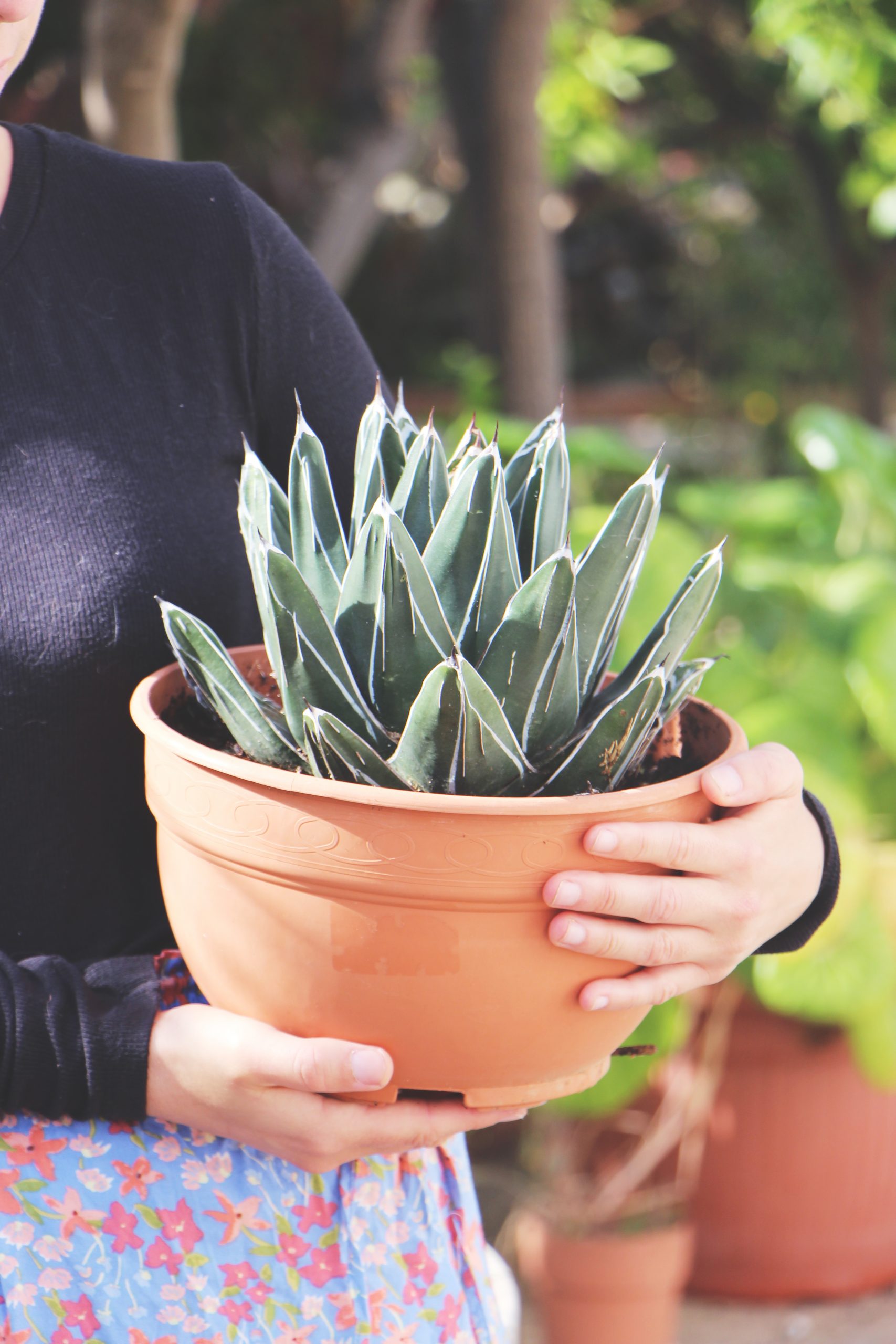 Agave victoriae-reginae: La planta suculenta que reina en tu jardín