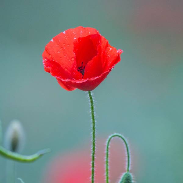 Amapolas: Encanto y Belleza en tu Hogar como Plantas de Interior