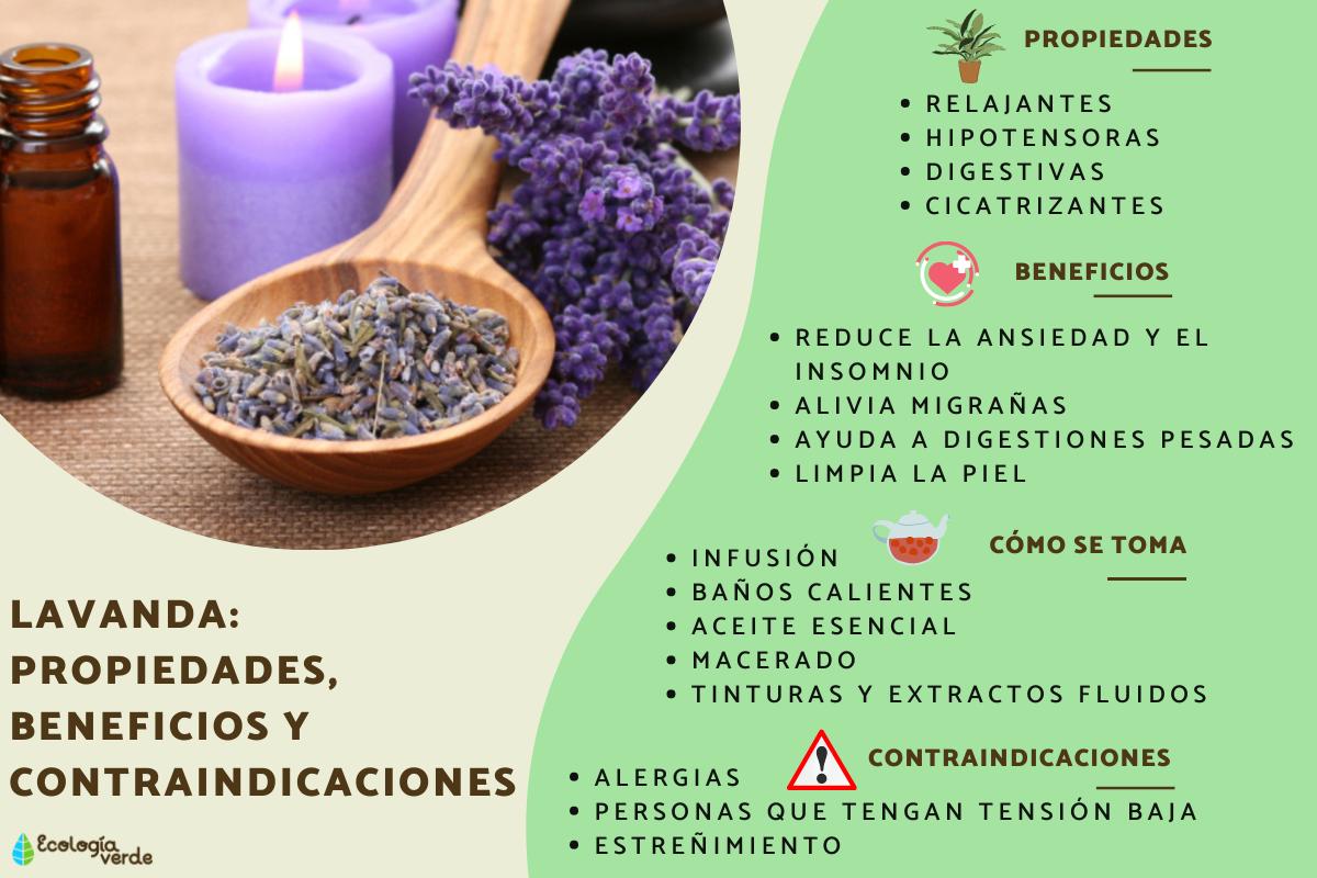 Beneficios y usos de la lavanda: la planta medicinal más versátil