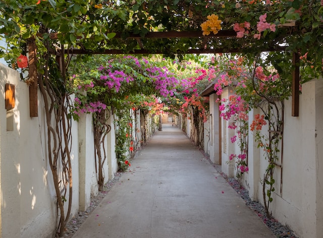 Bignonias: Las espectaculares trepadoras perfectas para embellecer tu jardín