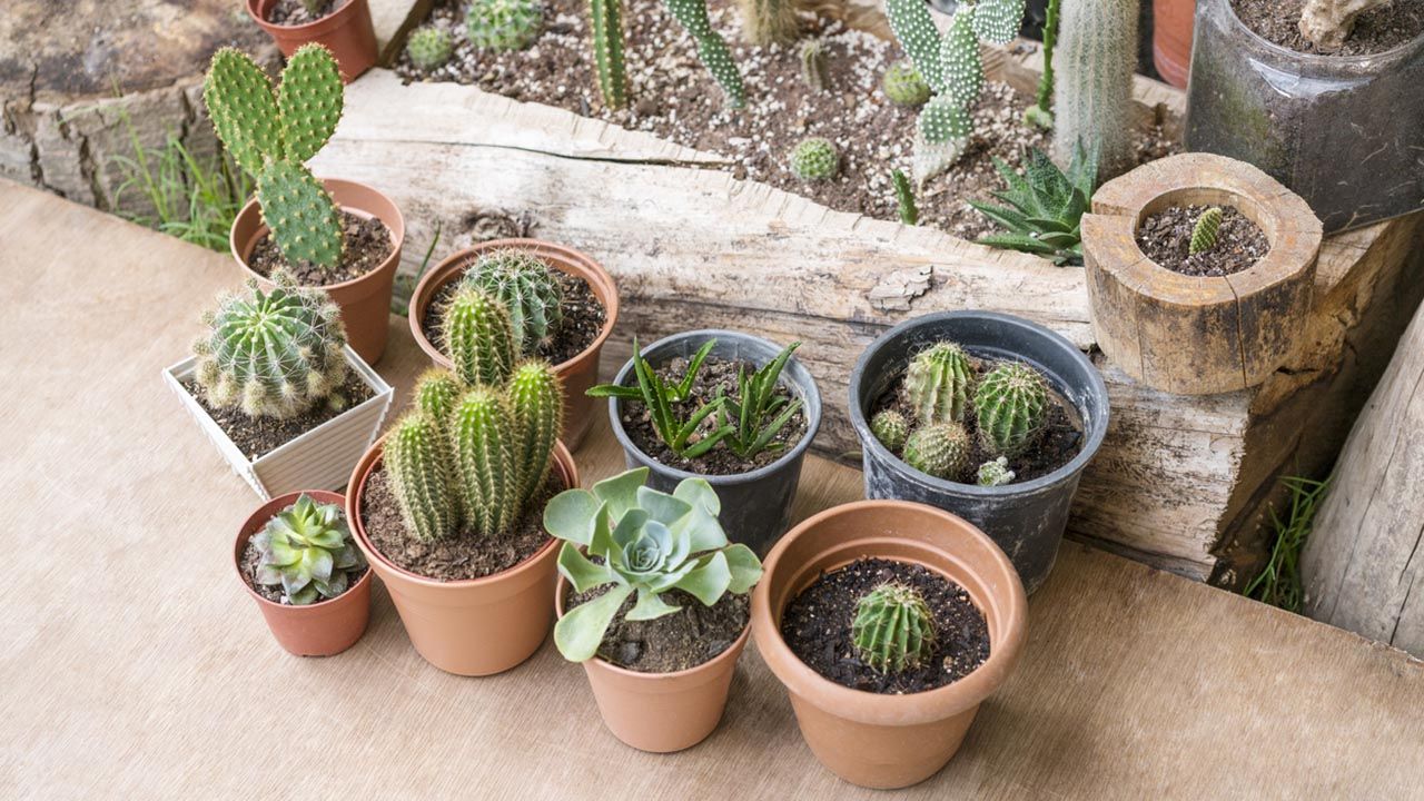 Cactus de interior: guía completa para cuidar y decorar con estas plantas