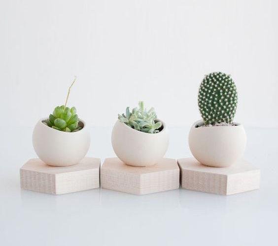 Cactus en macetas: la tendencia que no puedes ignorar para decorar tu hogar