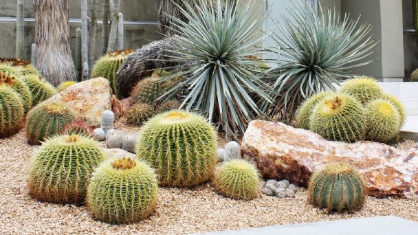 Cactus espinosos: belleza y resistencia en tu jardín