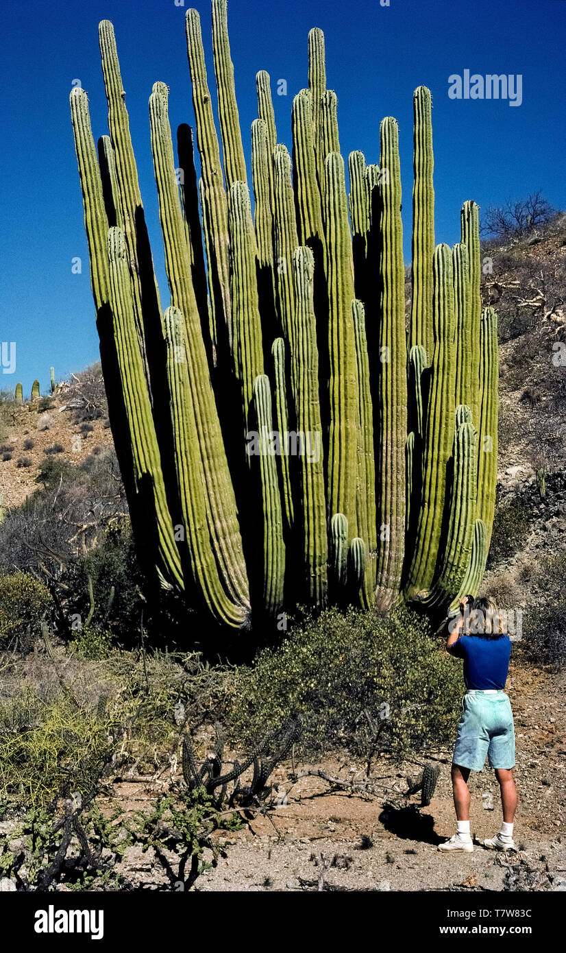 Cactus Grandes: Impresionantes ejemplares de la flora desértica