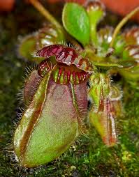 Cephalotus follicularis: La fascinante planta carnívora de Australia