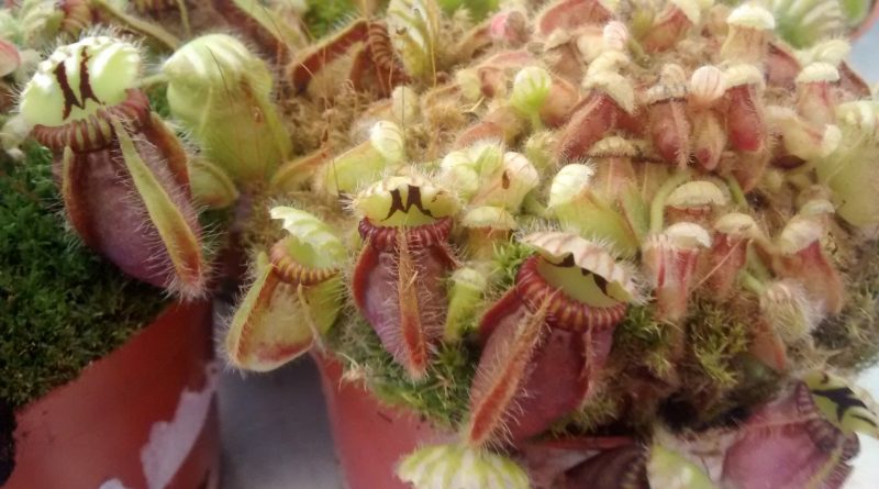 Cephalotus follicularis: La planta carnívora australiana que te cautivará