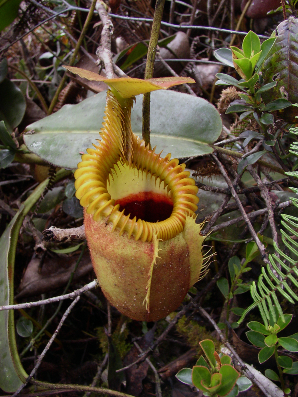 Cephalotus follicularis: La planta carnívora de las trampas en forma de jarra