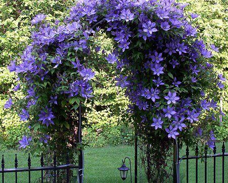 Clemátides: las flores trepadoras que embellecerán tu jardín