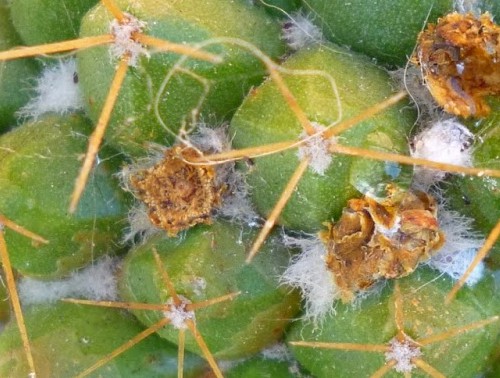 Combatir y prevenir plagas en cactus: consejos para mantener tus plantas libres de insectos