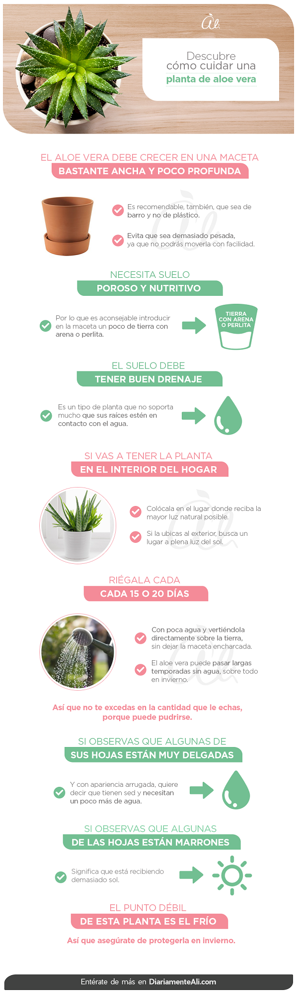 Cómo cuidar el Aloe Vera: Consejos y recomendaciones para mantener tu planta saludable