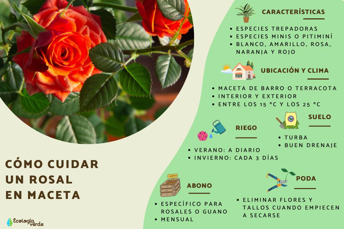 Cómo cultivar y cuidar un rosal trepador en tu jardín: consejos y recomendaciones