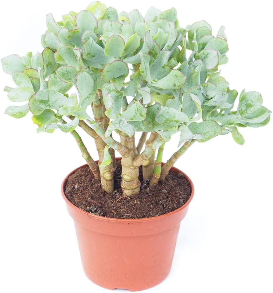 Crassula Arborescens: La suculenta ideal para principiantes en jardinería