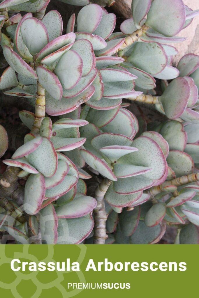 Crassula Arbutifolia: Todo lo que necesitas saber sobre esta suculenta impresionante