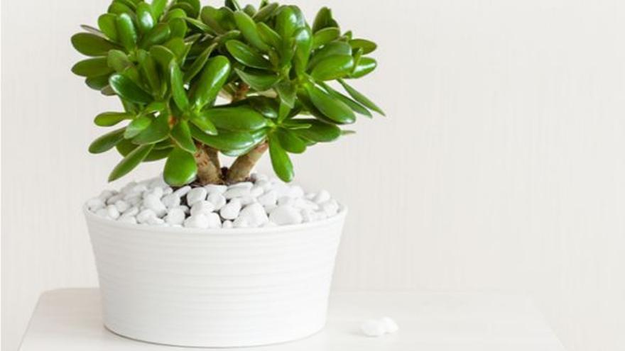 Crassula de Jade: La suculenta perfecta para adornar tu hogar