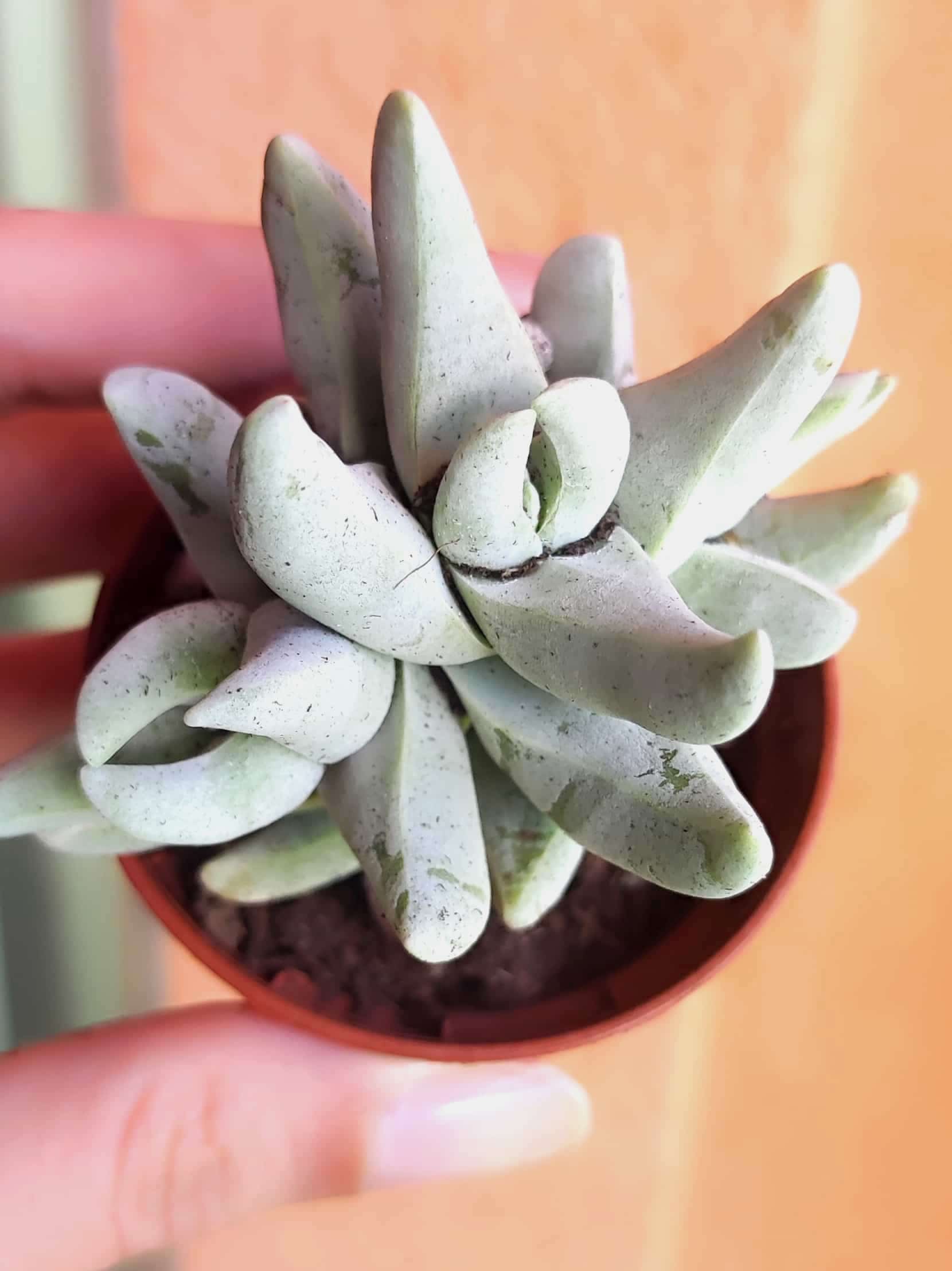 Crassula Myriostigma: Todo lo que debes saber sobre esta hermosa suculenta