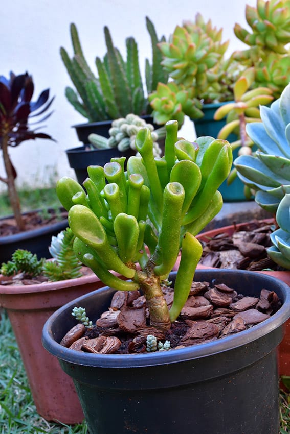 Crassula Ovata: La planta suculenta perfecta para tu hogar