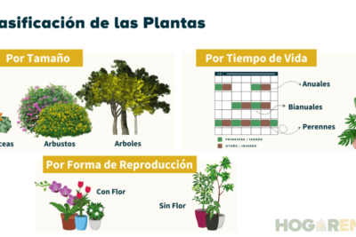 Cuidados esenciales para las plantas perennes: consejos prácticos y efectivos