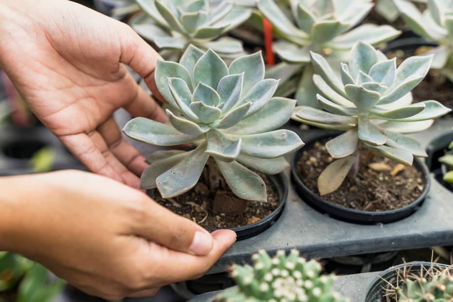 Cuidados esenciales para tener Haworthia saludables y hermosas