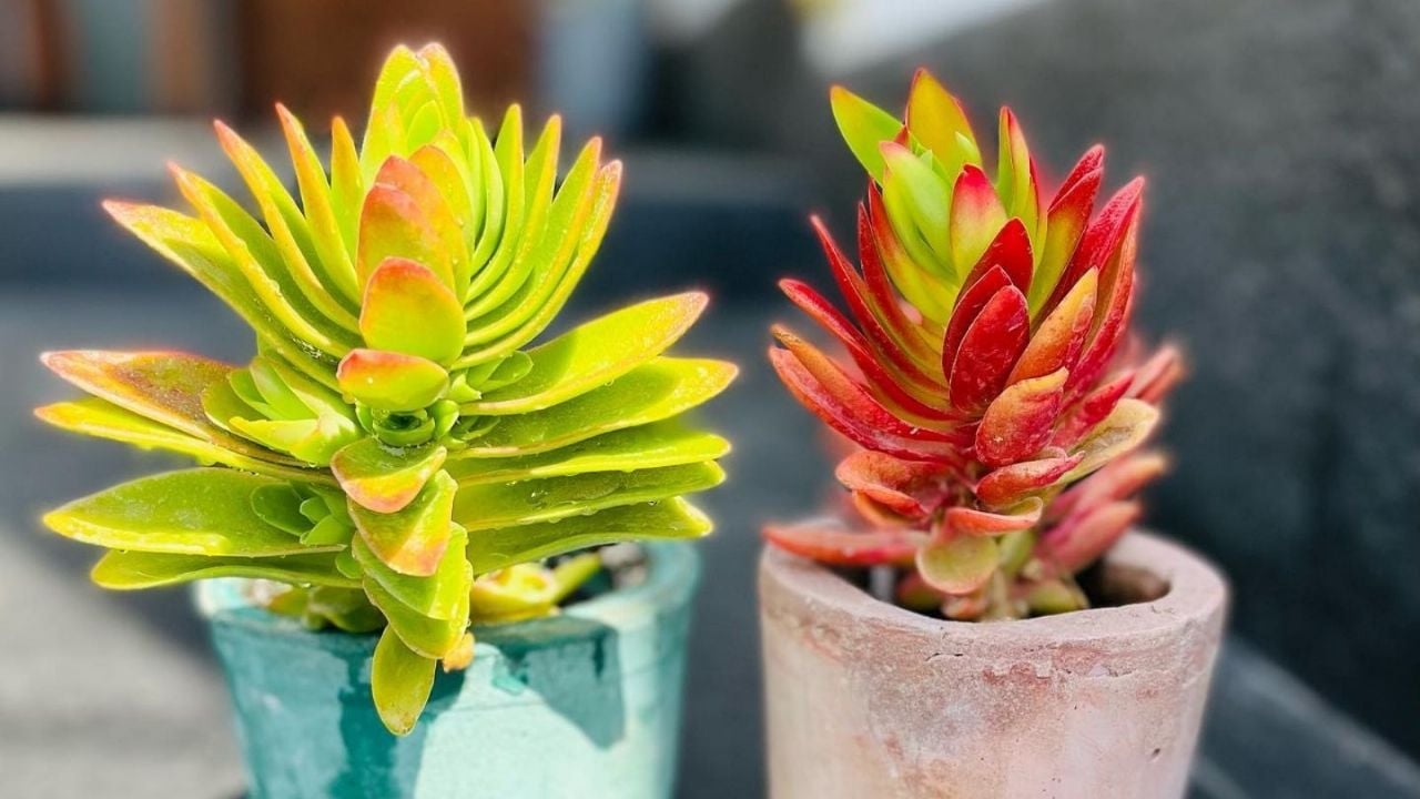 Cuidados y características de la Crassula Capitella: la suculenta colorida que debes tener en tu jardín