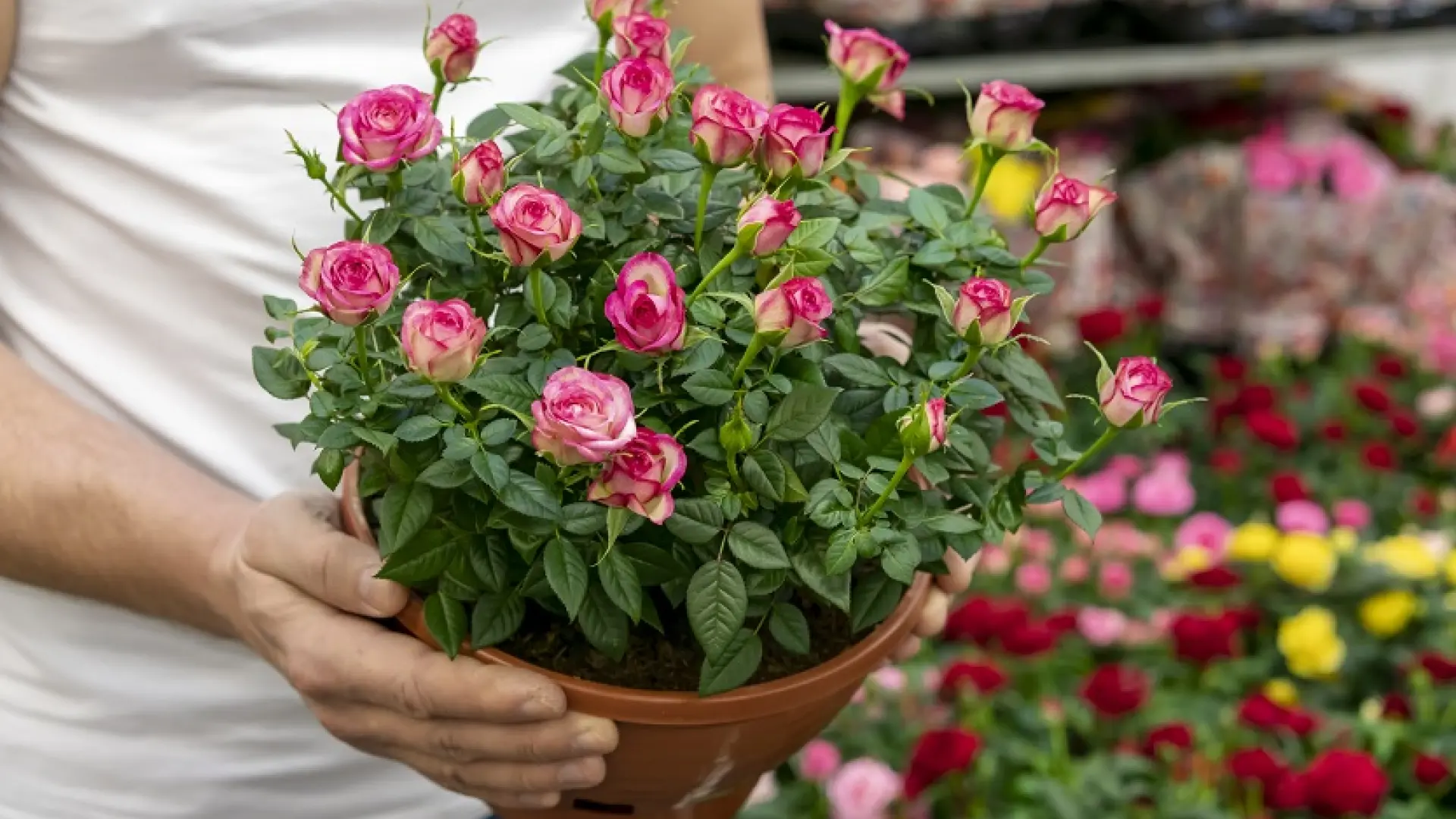 Cultivo y cuidado de rosas en miniatura: la belleza en pequeñas dimensiones