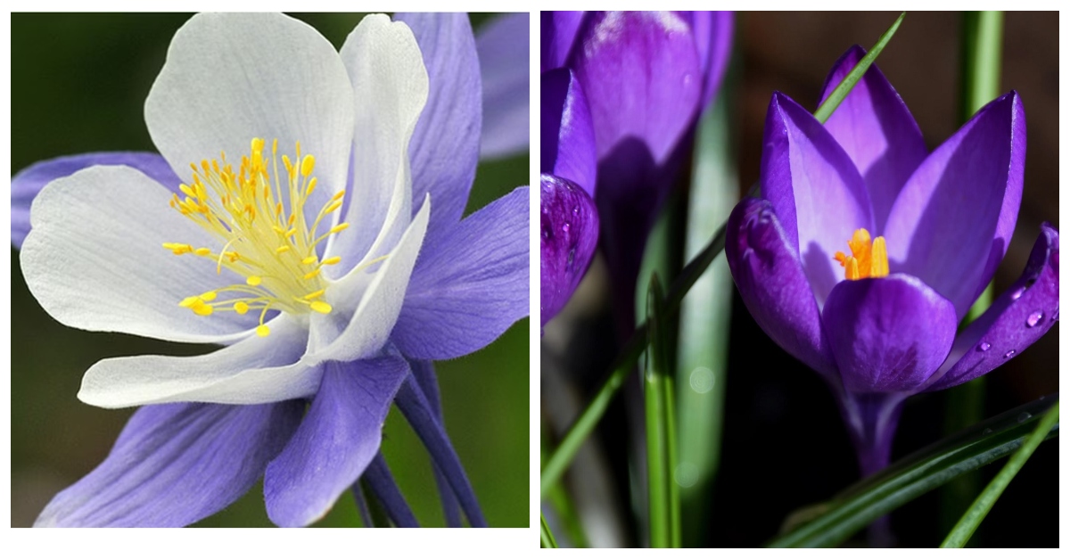 Descubre la belleza cautivadora de los lirios púrpuras en tu jardín