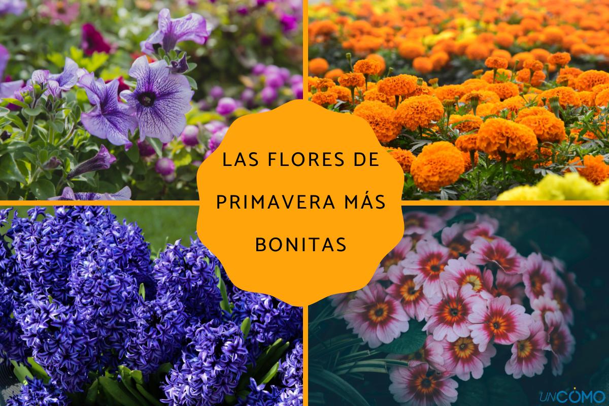 Descubre la belleza de las flores de primavera: colores, especies y cuidados