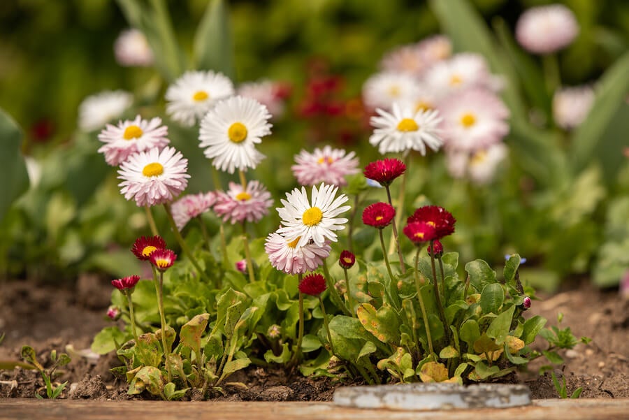 Descubre la belleza de las margaritas rosas: variedades, cuidados y consejos