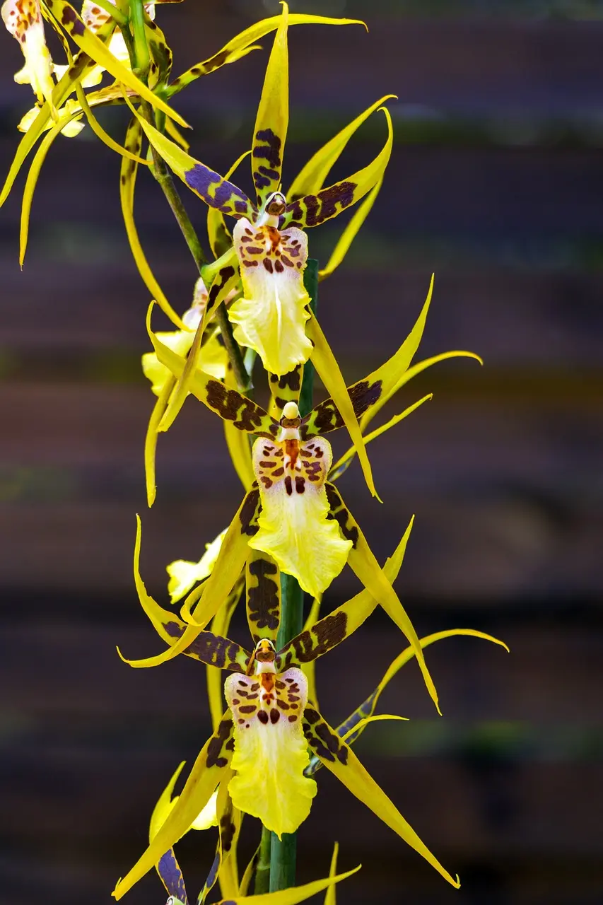 Descubre la belleza de las Orquídeas Brassia Amarilla: Todo lo que necesitas saber sobre esta exótica especie de orquídea