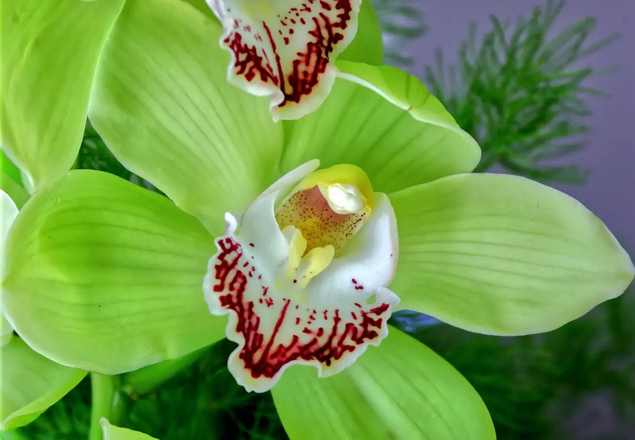 Descubre la belleza de las orquídeas cymbidium verde: características y cuidados