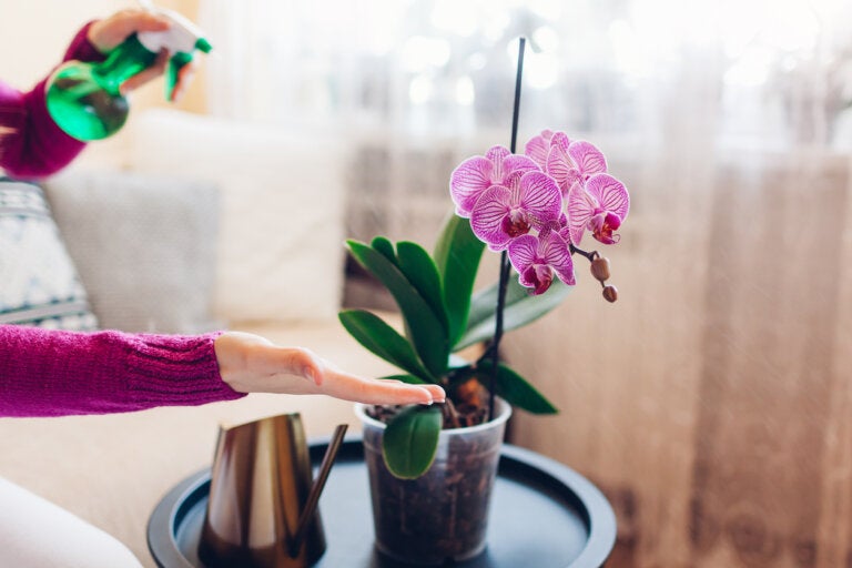 Descubre la belleza de las Orquídeas Miltonia Púrpura: colores vibrantes para tu hogar