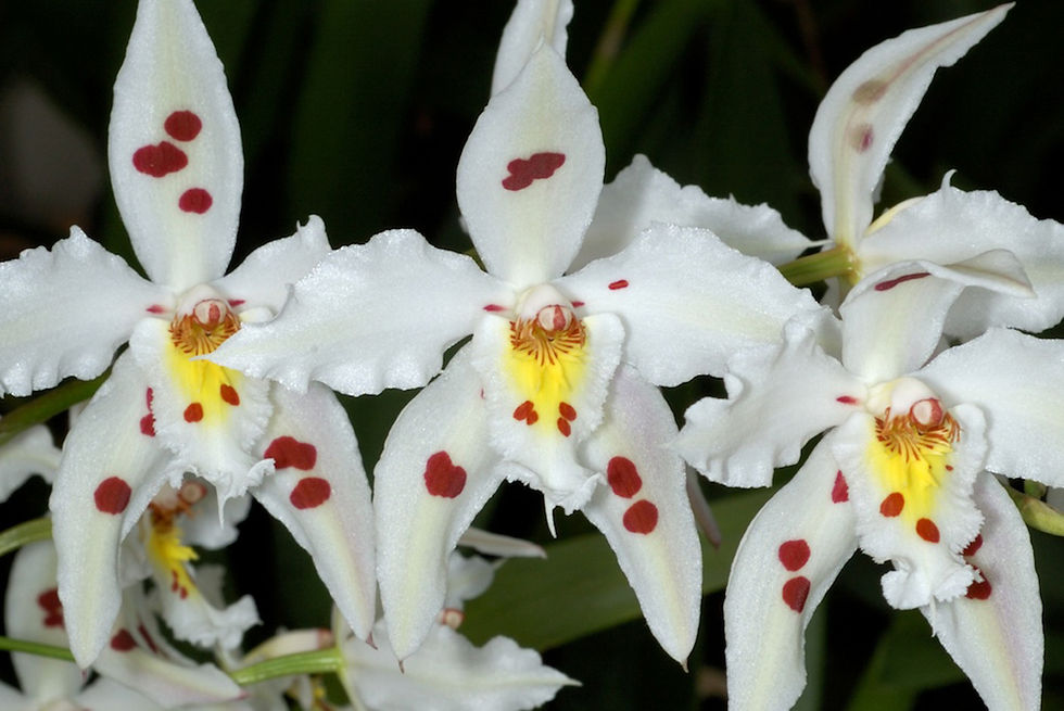 Descubre la belleza de las Orquídeas Odontoglossum Blanca: Cuidados y recomendaciones