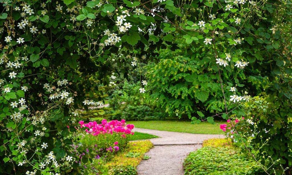 Descubre la belleza de las rosas arbustivas: colores vibrantes y fácil cuidado