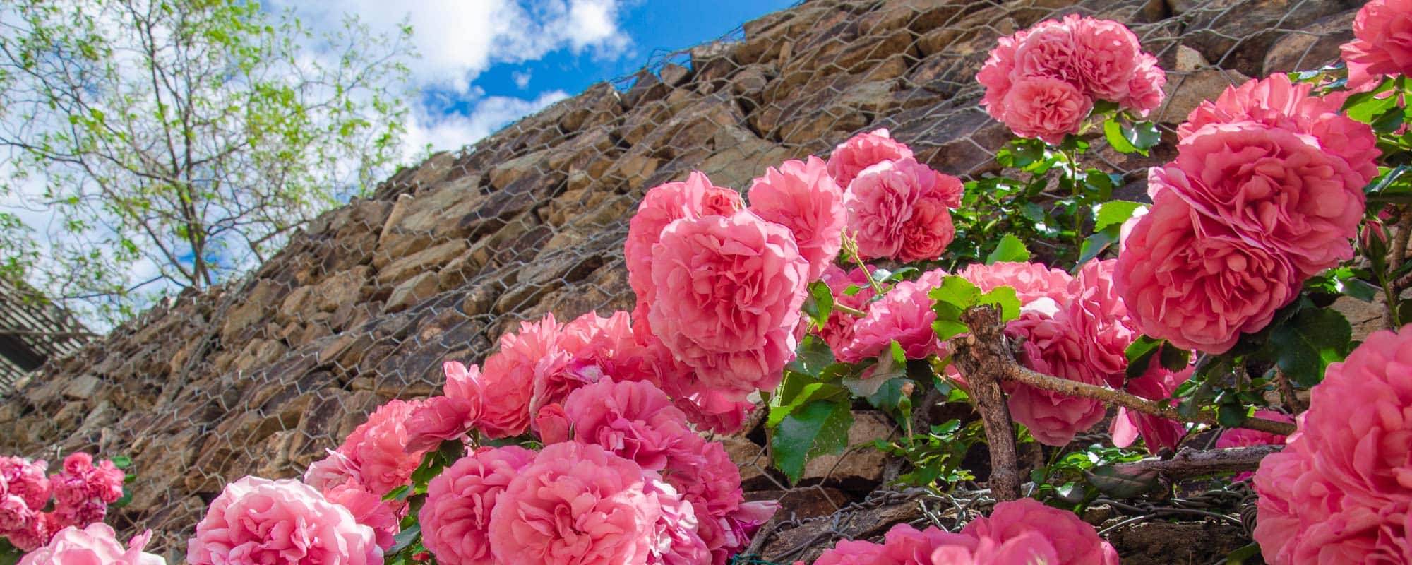 Descubre la belleza de las rosas miniatura: una joya en tu jardín