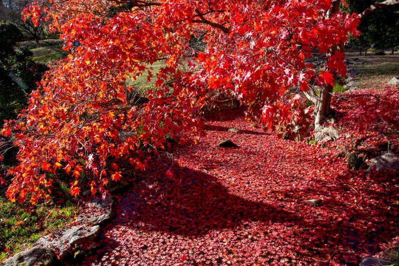 Descubre la belleza de los árboles ornamentales de hoja caduca para tu jardín