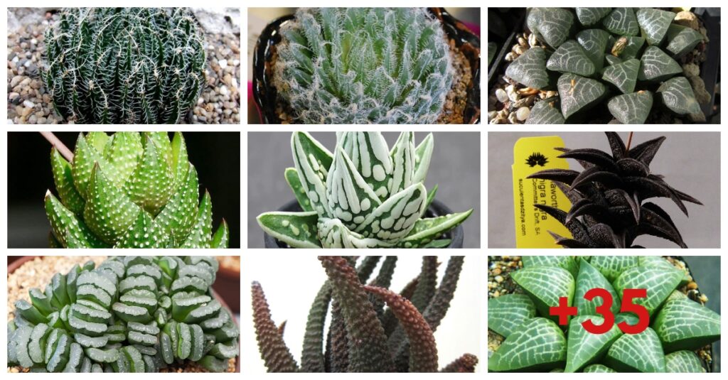 Descubre la belleza de los distintos tipos de Haworthia: guía completa en español