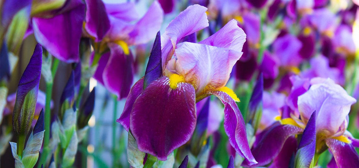 Descubre la belleza de los lirios irisados: colores vibrantes y jardines llenos de magia