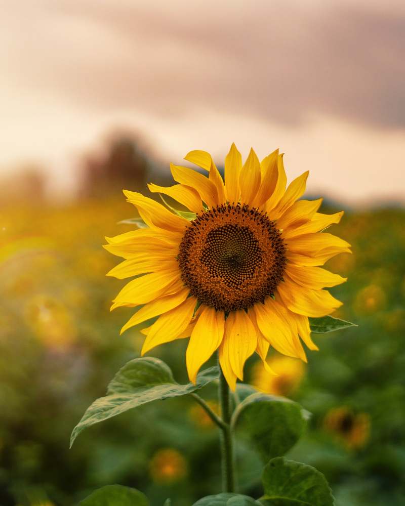 Descubre la belleza eterna de los girasoles perennes: guía completa de cultivo y cuidados