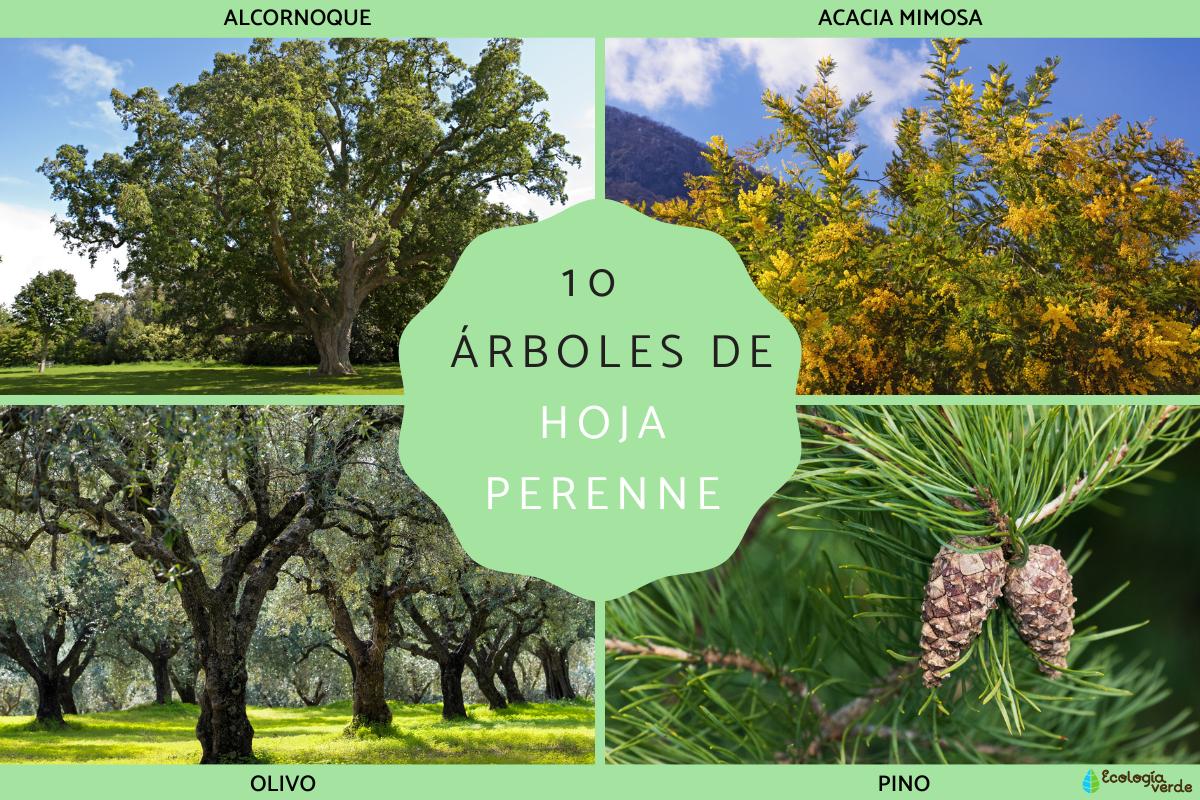 Descubre la belleza sin fin de los árboles ornamentales de hoja perenne