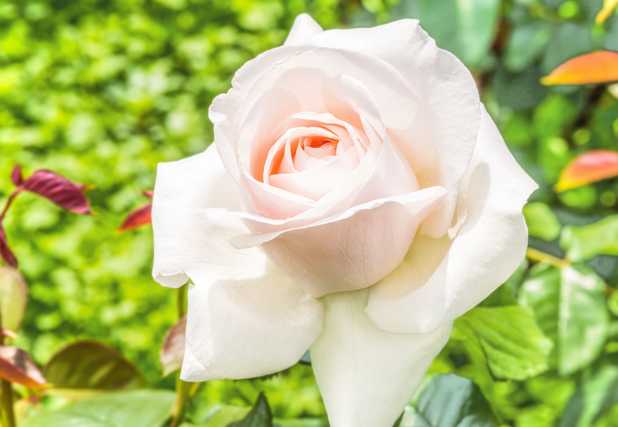 Descubre la Belleza y Versatilidad de las Rosas Floribunda: Tips para Cuidar y Disfrutar de Estas Fabulosas Flores de Exterior