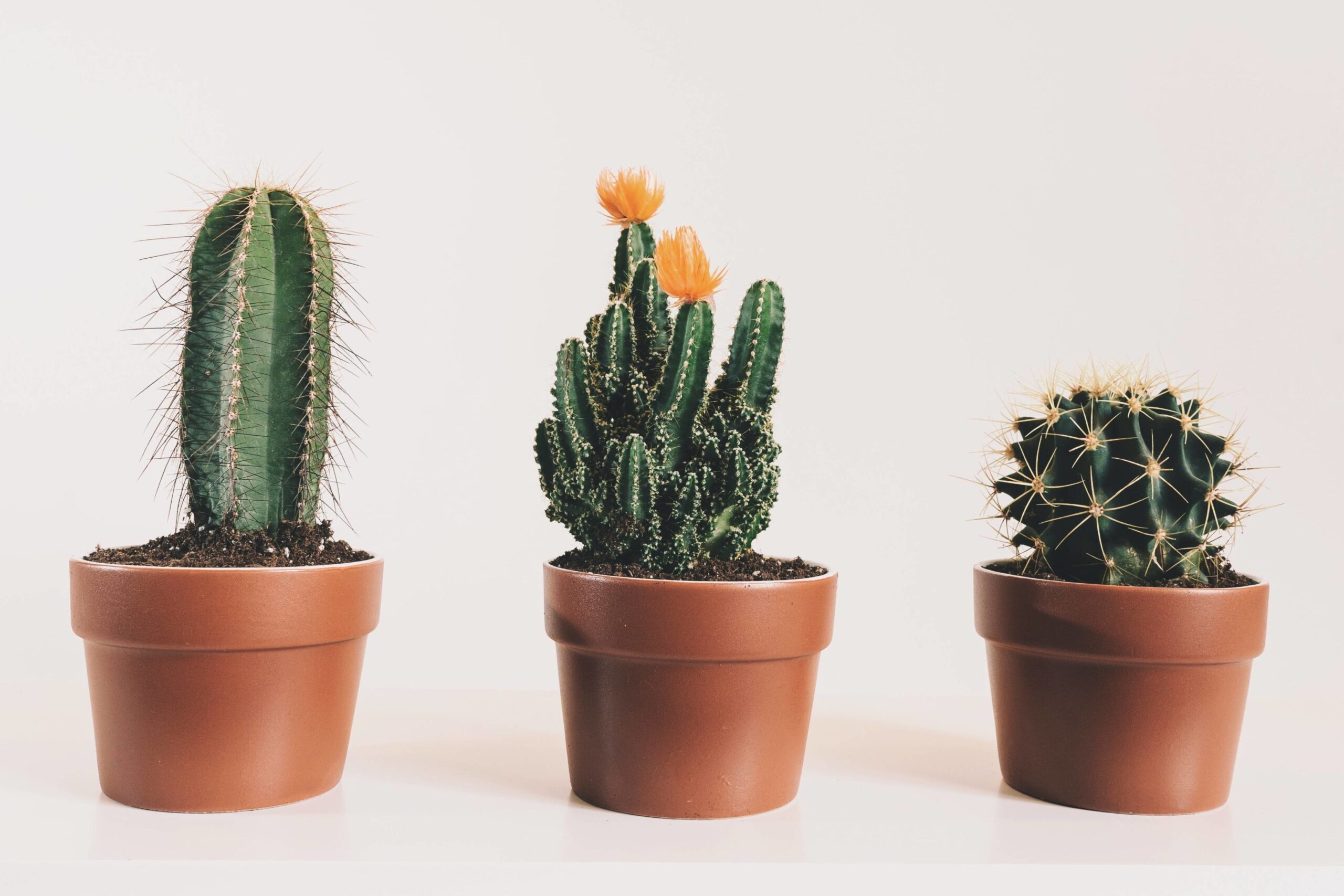 Descubre la diversidad de los cactus: Tipos, cuidados y recomendaciones