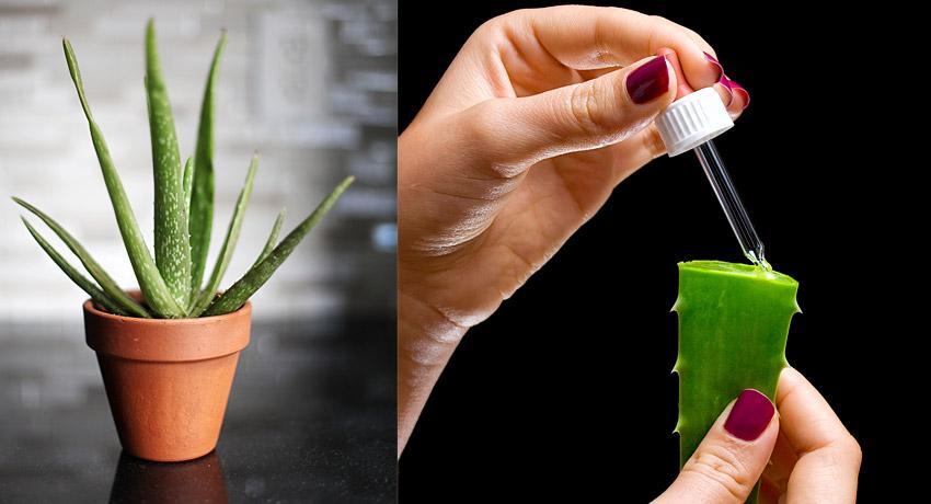 Descubre las increíbles propiedades medicinales del Aloe Vera: el regalo de la naturaleza para tu salud