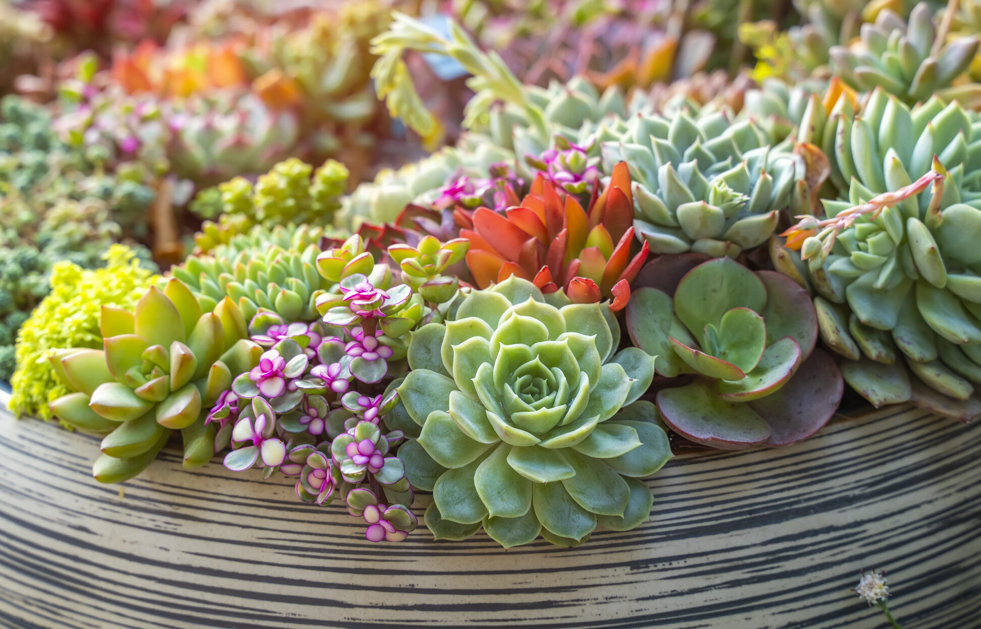 Descubre las maravillas de las flores de invierno en tu jardín