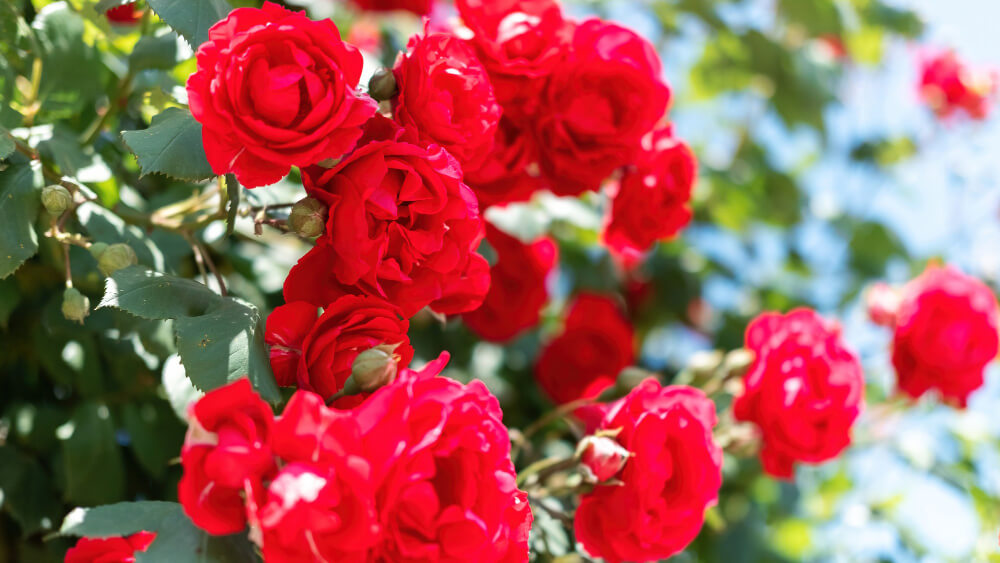 Descubre las maravillas de las flores de temporada: colores y fragancias para cada estación