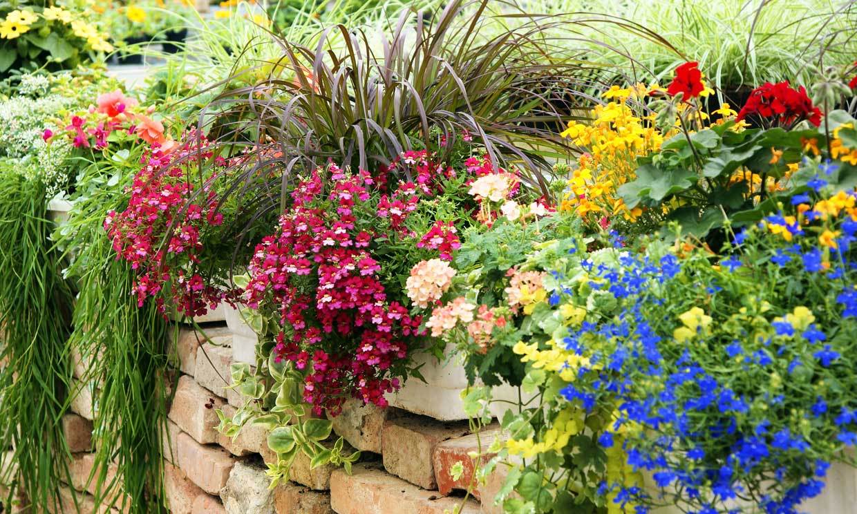 Descubre las mejores opciones de plantas con flores para embellecer tu terraza